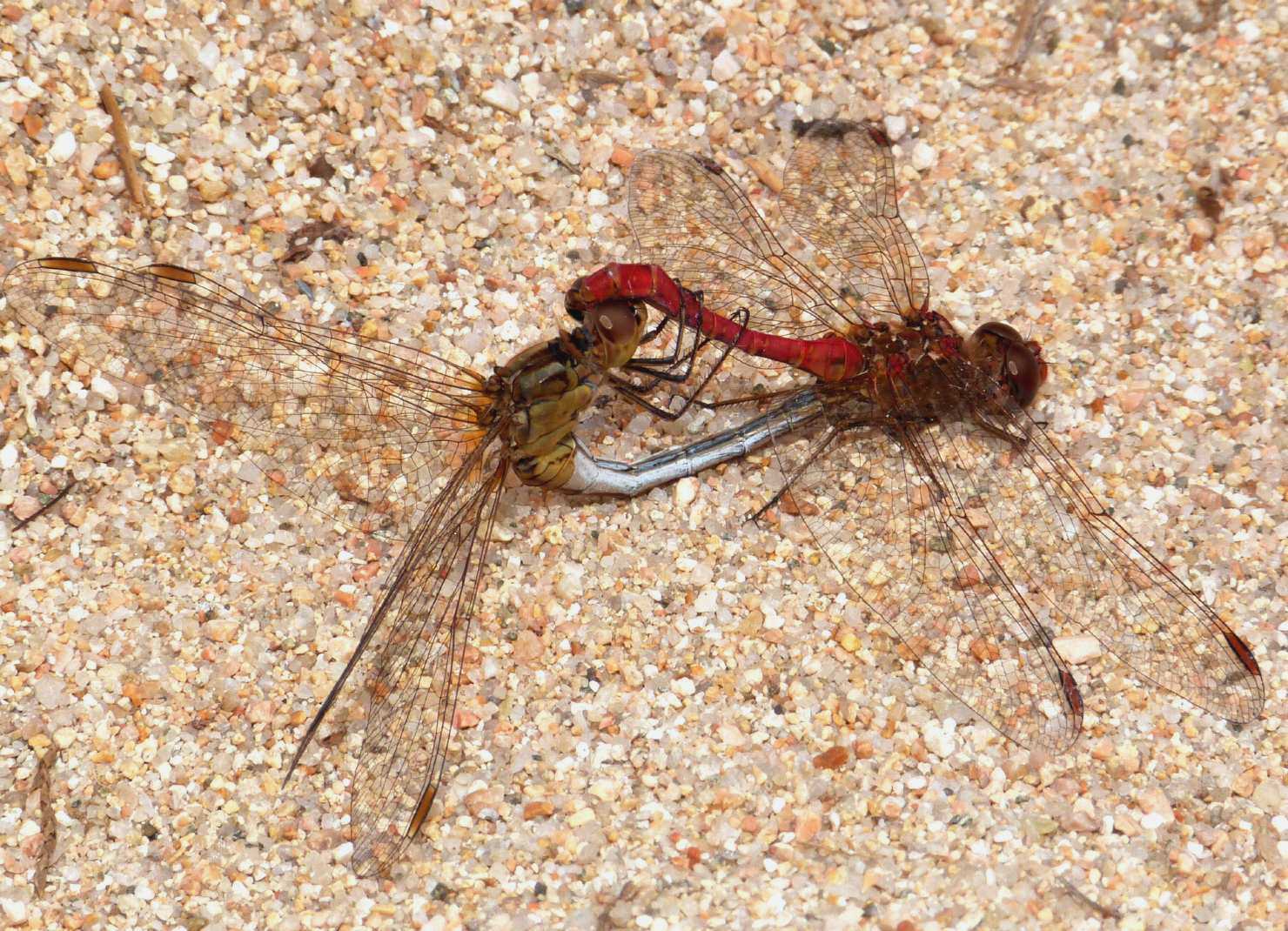 Accoppiamento Sympetrum meridionale